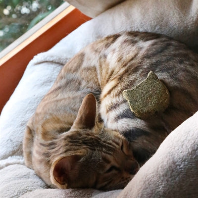 Load image into Gallery viewer, Croci Euphoria stick catnip kattenkop