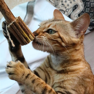 Load image into Gallery viewer, Croci Euphoria matatabi stammetje