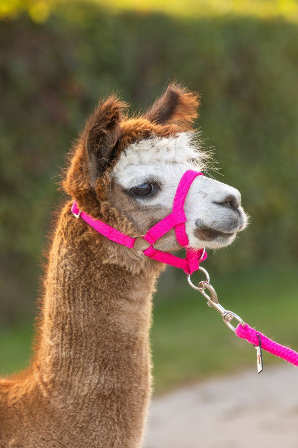 Load image into Gallery viewer, Alpaca halster roze
