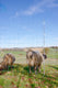 Ako producten schapennet ovinet blauwwit 170cm x 25m dubbele pen