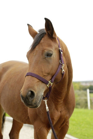 Abi producten hippo halster aubergine 1 pony