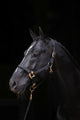 Abi producten topline halster zwart 1 pony
