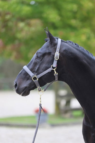 Abi producten classy halster veulenshetland grijs
