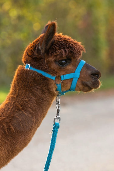 Producten alpaca halster blauw