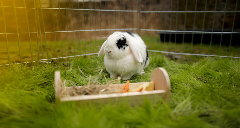 Load image into Gallery viewer, Kerbl voedertrog voor knaagdieren 28 x 10 x 10 cm van hout
