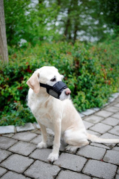 Load image into Gallery viewer, Producten nylon muilkorf hond mt l zwart
