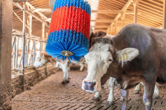 Load image into Gallery viewer, Happycow koeborstel midiswing

