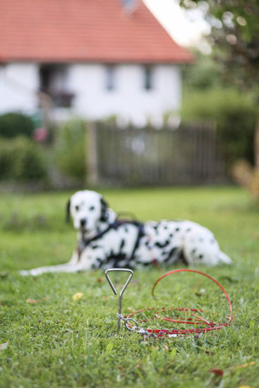 Aanlegspiraal 8mm x 40cm met looplijn 5mm x 6m