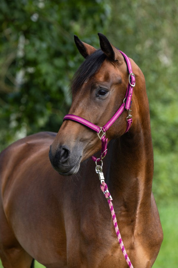 Load image into Gallery viewer, Abi producten halstertouw mustang karjnhaak 200cm braam
