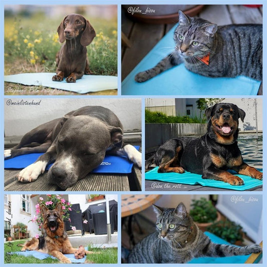 Nosli zelfkoelende koelmat voor honden en katten 76x103 cm zeeblauw