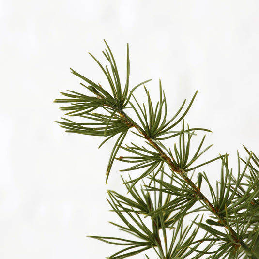 Boltze home decoratietak pijnboom h62cm