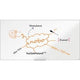 Nobo whiteboard impression pro 1915400