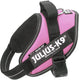 Julius k9 wereld bekende idc powertuig voor tekstlabels roze maat: mini