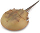 Collecta figurine - degenkrab - (xl) - prehistorie - handgeschilderd - miniatuur