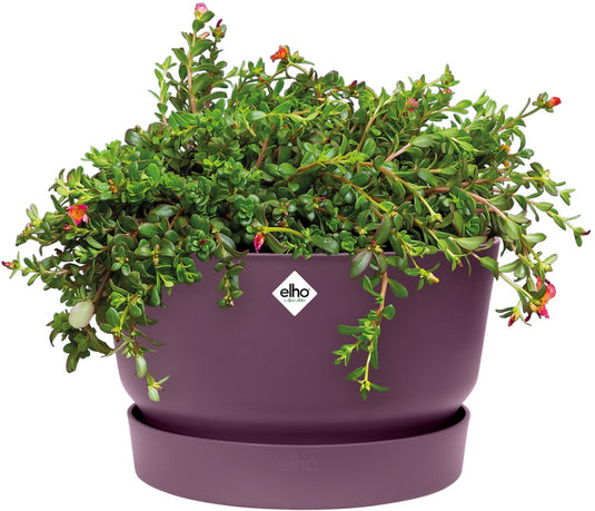 Elho greenville schaal 33 - plantenschaal met waterreservoir - 100% gerecycled plastic - ø 32.5 x h 19.4 cm - vintage pruim