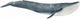 Schleich wild life - blauwe vinvis- speelfiguur - kinderspeelgoed voor jongens en meisjes - 3 tot 8 jaar - 14806