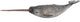 Collecta figurine - tandwalvis - (xl) - zeedieren - handgeschilderd - miniatuur