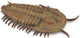 Collecta figurine - redlichia rex trilobite - (l) - prehistorie - handgeschilderd - miniatuur