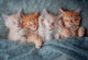 Castorland puzzel katten - 1000 stukjes legpuzzel dieren.