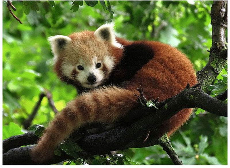 Load image into Gallery viewer, Ravensburger puzzel rode panda legpuzzel - 500 stukjes dieren.
