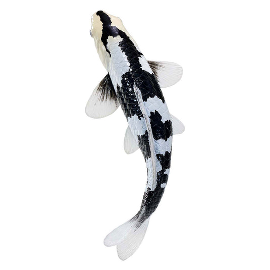 Mojo sealife koi karper - shiro utsuri koi - 381102