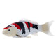 Mojo sealife koi karper - showa sanshoku koi - 381103