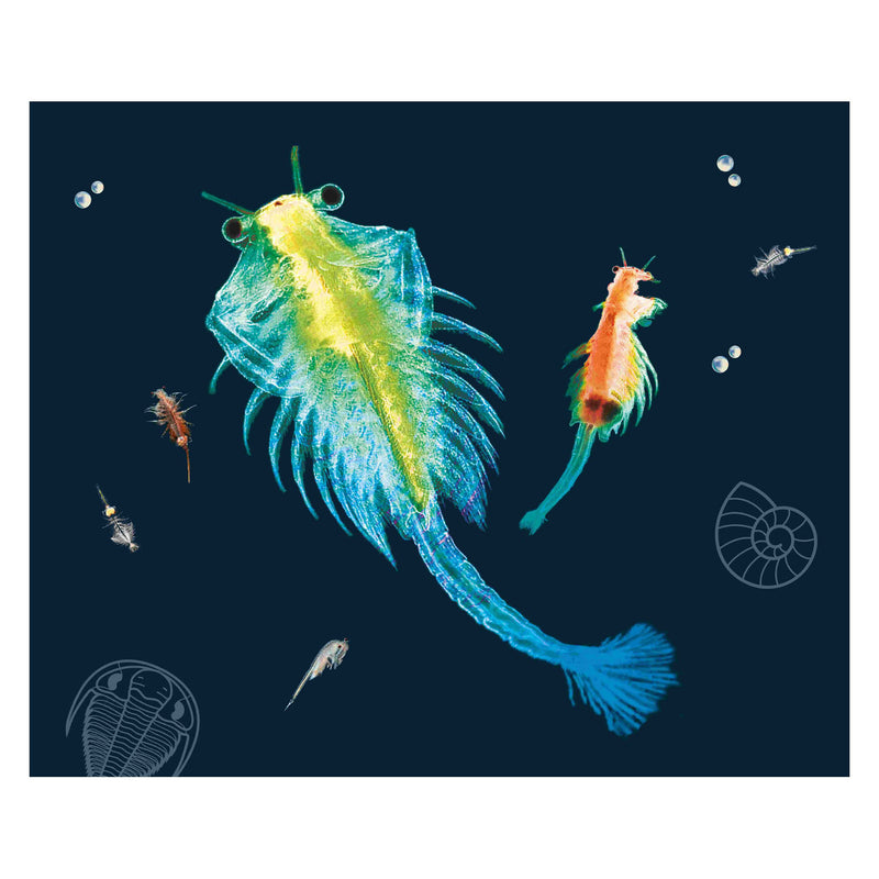 Load image into Gallery viewer, Kosmos pekelkreeftjes kweken

