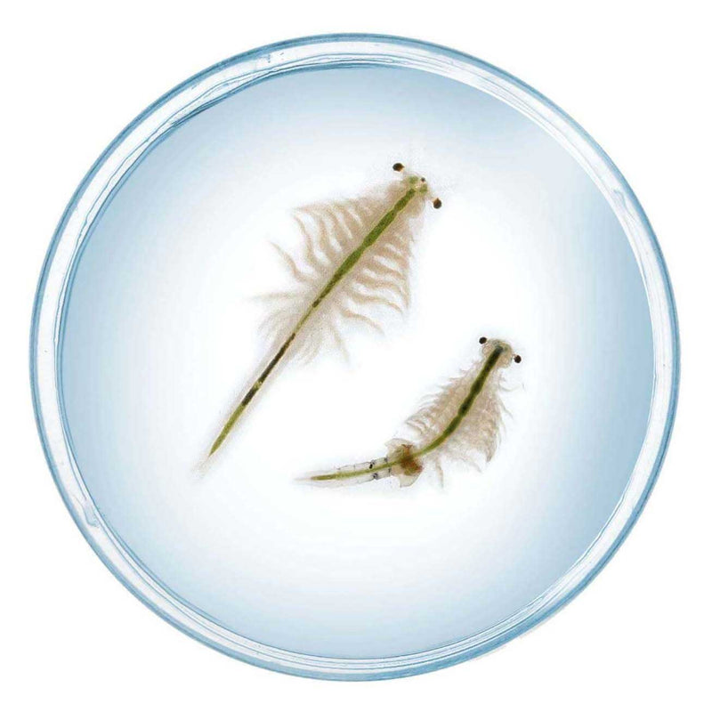 Load image into Gallery viewer, Kosmos saltwater creatures speelset
