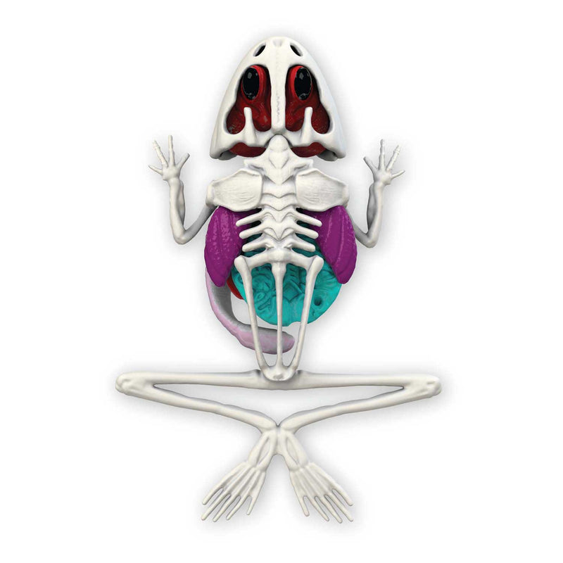 Load image into Gallery viewer, Slimy lab dissect-it ontleed een kikker
