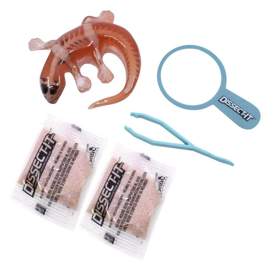 Dissect-it ontleed een salamander met vergrootglas