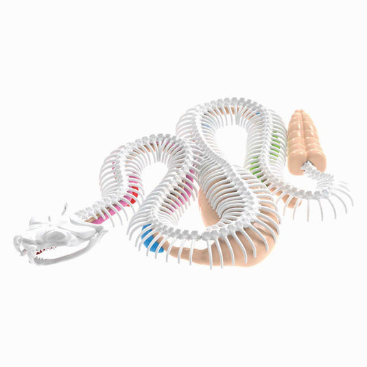 Dissect-it ontleed een ratelslang mega giftbox