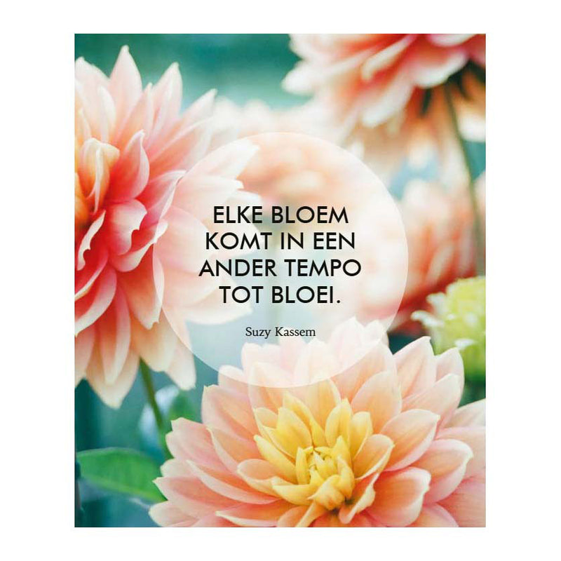Load image into Gallery viewer, Deltas geloof in jezelf! - 52 inspiratiekaarten
