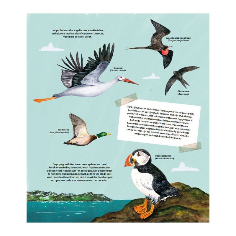 Load image into Gallery viewer, Deltas de wondere wereld van vogels

