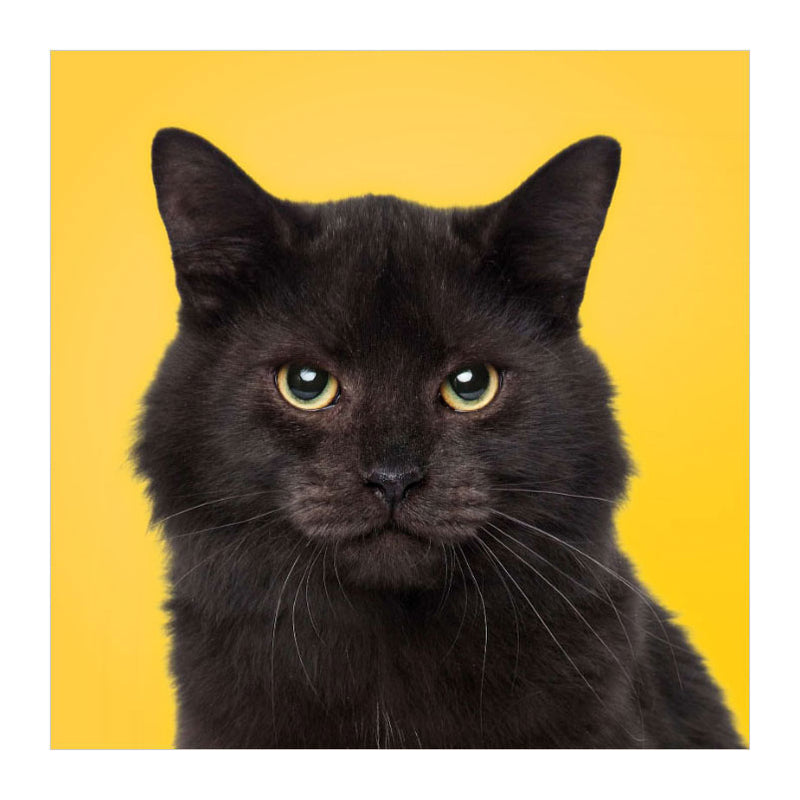 Load image into Gallery viewer, Deltas match the cats! - memospel

