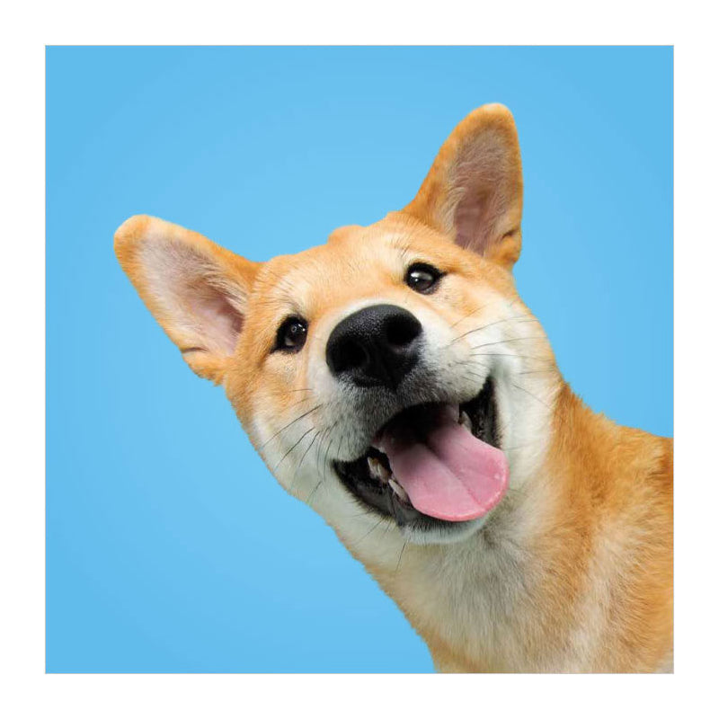 Load image into Gallery viewer, Deltas match the dogs! - memospel
