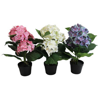 Hortensia in pot 40 cm | 4 stuks