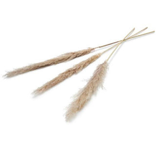 No brand pampas droogbloem 150 cm set van 3 naturel