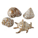 Boltze home decoratieve schelp 7x6x4cm beige bruin 4 assorti