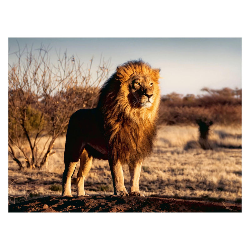 Load image into Gallery viewer, Ravensburger De Leeuw De Koning der Beesten Legpuzzel, 1500st.
