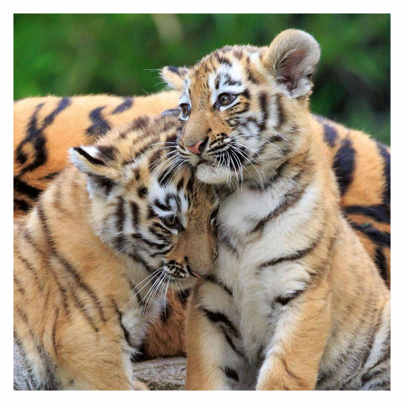 Load image into Gallery viewer, Ravensburger puzzel panda, tijger en leeuw, 3x49st.
