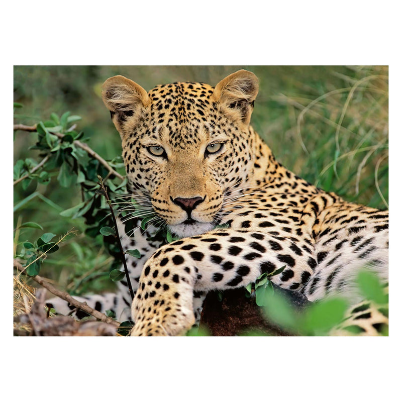 Load image into Gallery viewer, Ravensburger puzzel luipaard, 100st. xxl

