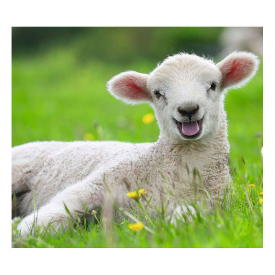 Ravensburger boerderijdieren legpuzzel, 2x12st.