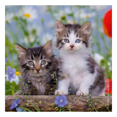 Ravensburger puzzel katten - 3x49 stukjes - kinderpuzzel