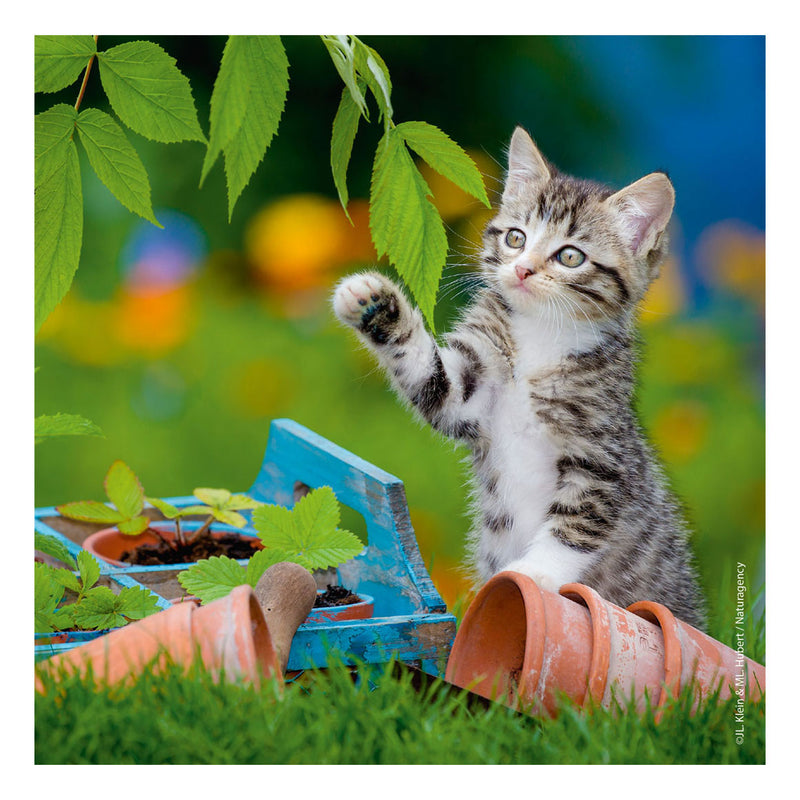 Load image into Gallery viewer, Ravensburger puzzel katten - 3x49 stukjes - kinderpuzzel
