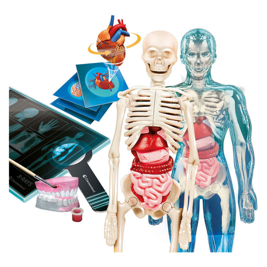 Clementoni wetenschap en spel - super anatomie