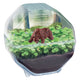 Clementoni wetenschap spel my wild terrarium - beer