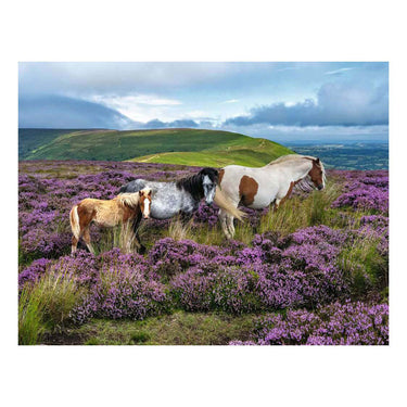 Ravensburger – wilde paarden op de hei – legpuzzel – 2000 stukjes