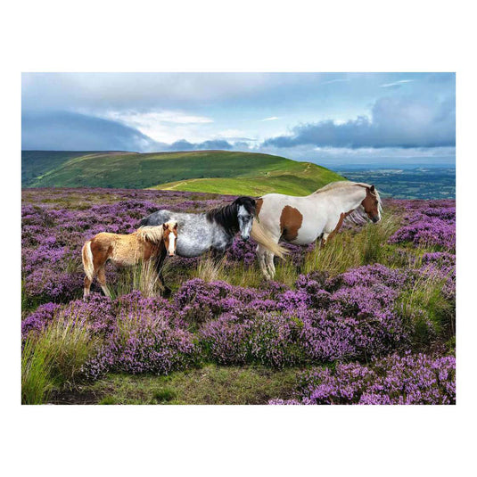 Ravensburger – wilde paarden op de hei – legpuzzel – 2000 stukjes