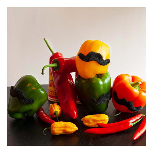 Boland plaksnorren, 5st.