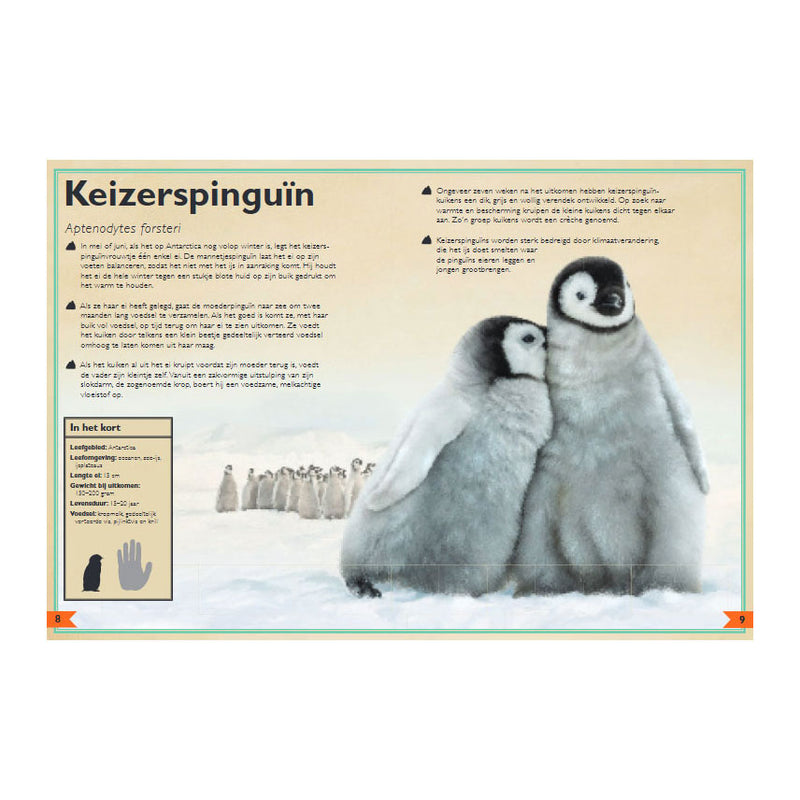 Load image into Gallery viewer, Gottmer uitgevers groep het allermooiste boek over babydieren
